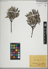 Foto von Salix lapponum L.